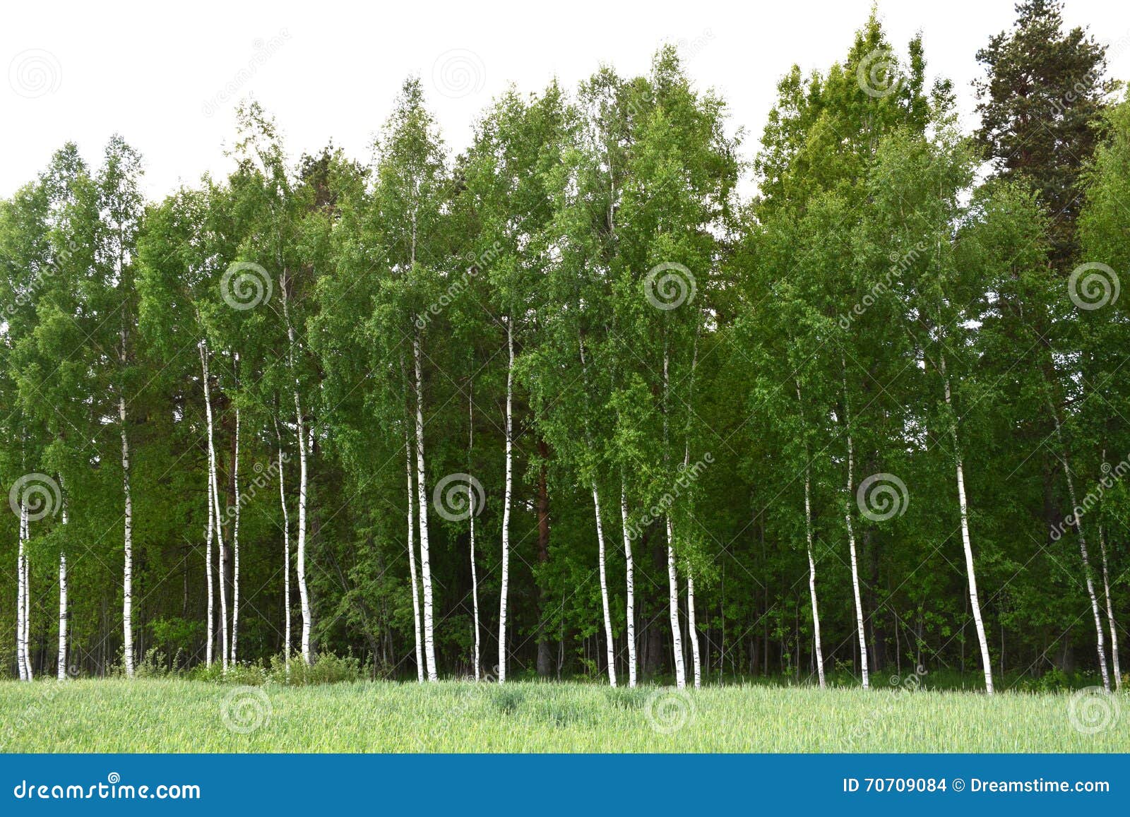Forest Russia