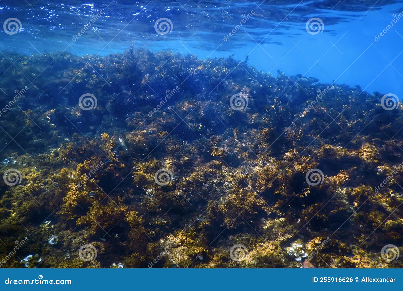 Forest of Seaweed, Seaweed Underwater Stock Photo Image of scuba