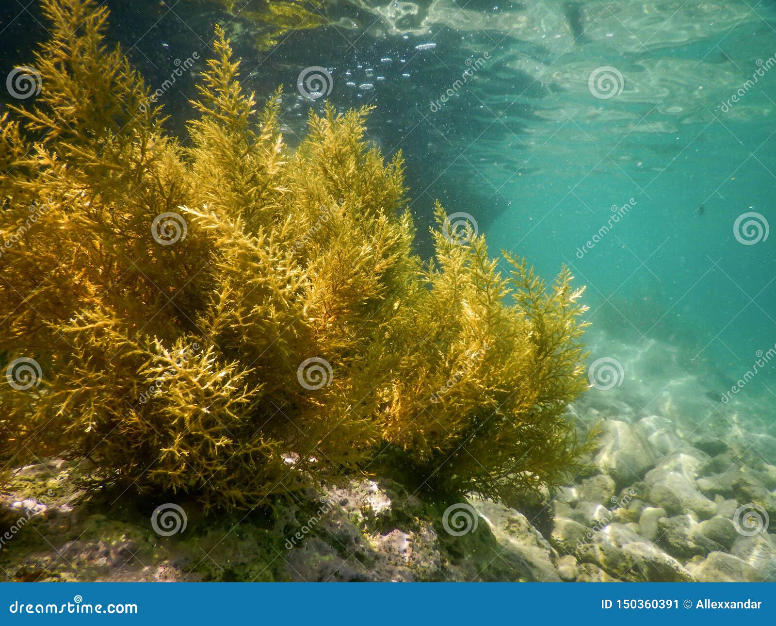 Forest of Seaweed, Seaweed Underwater, Seaweed Shallow Water Near