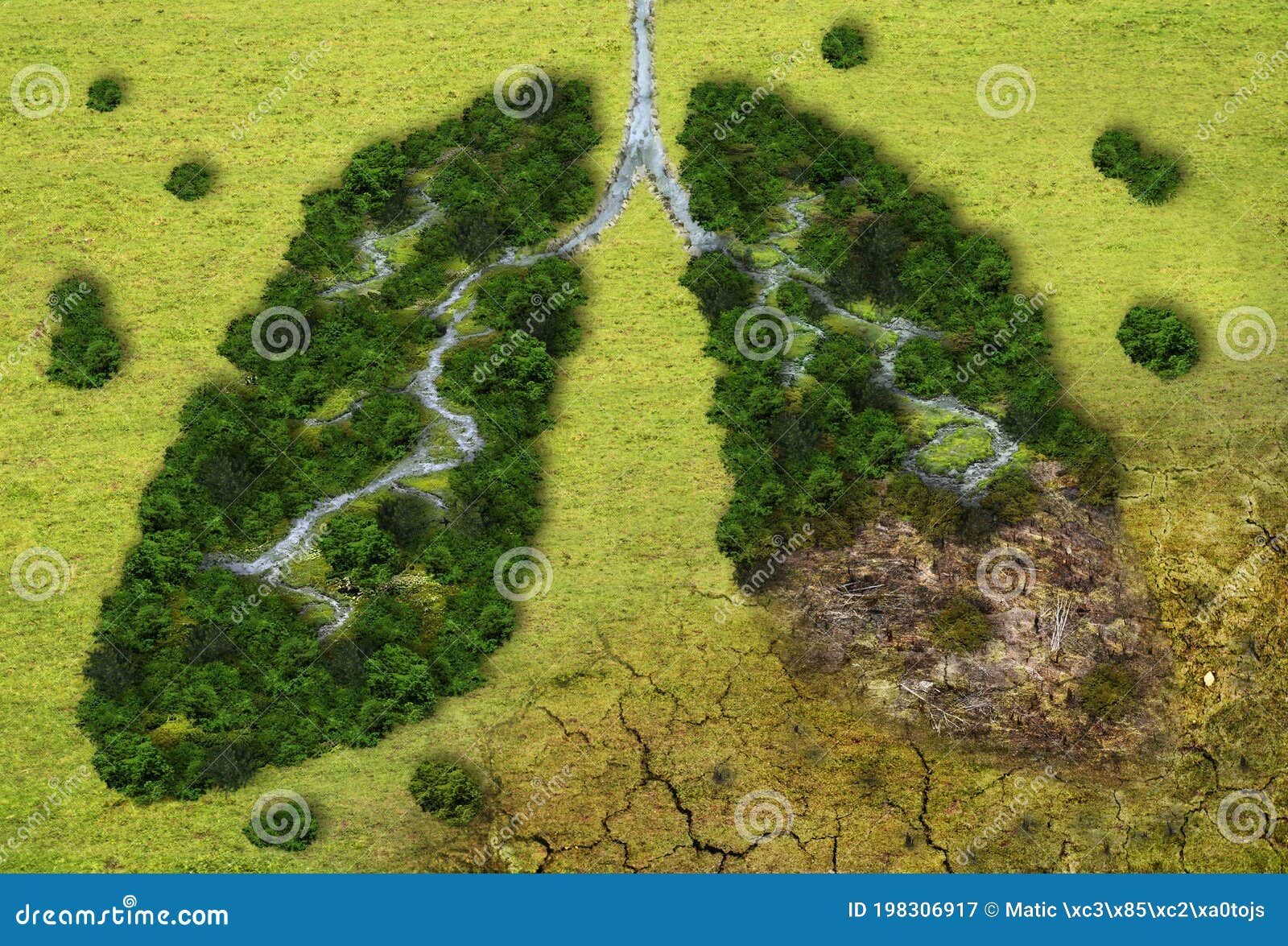 forest in a  of lungs - deforestation concept