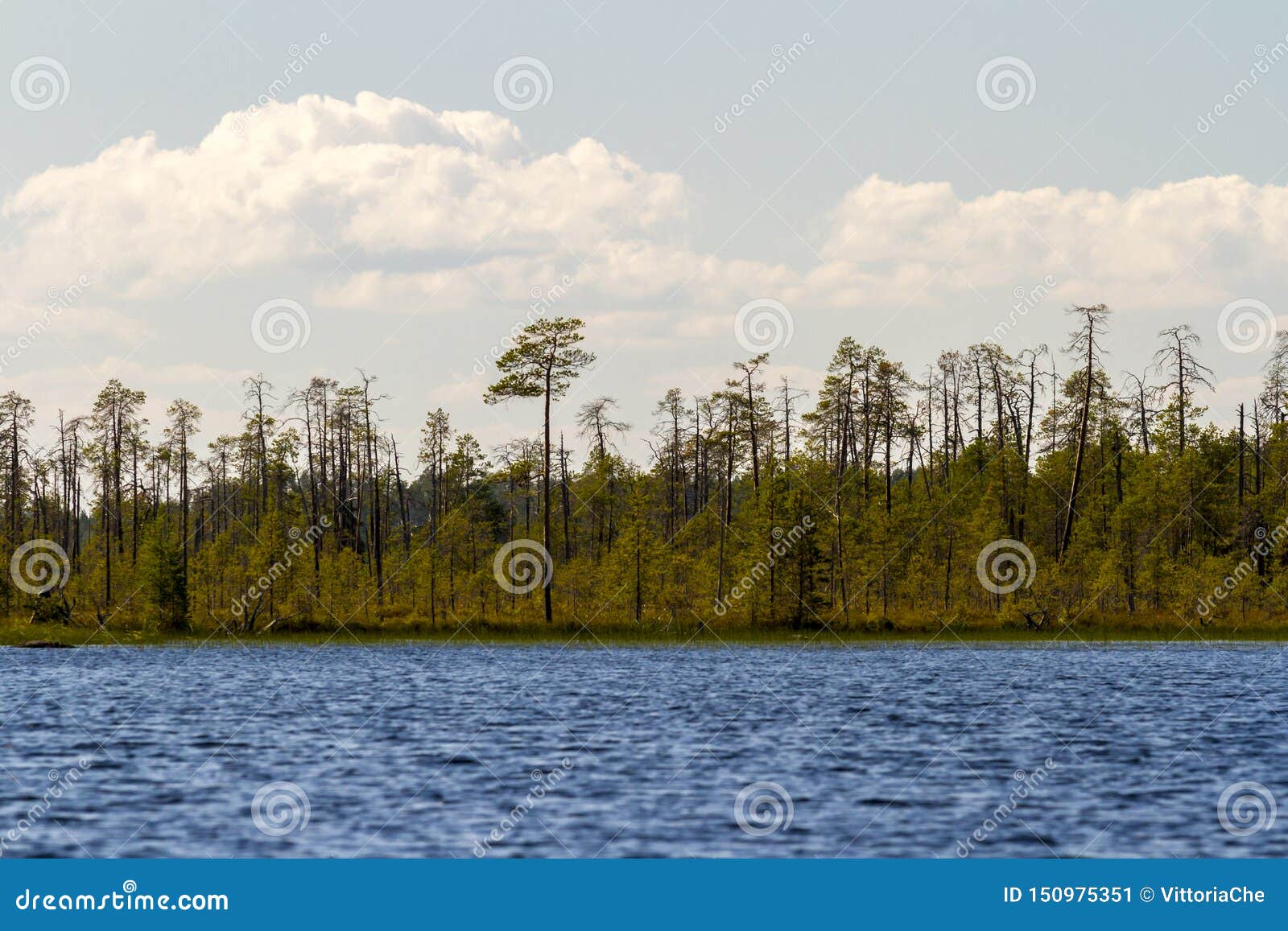 forest on the shore of the lake keret. russia, karelia