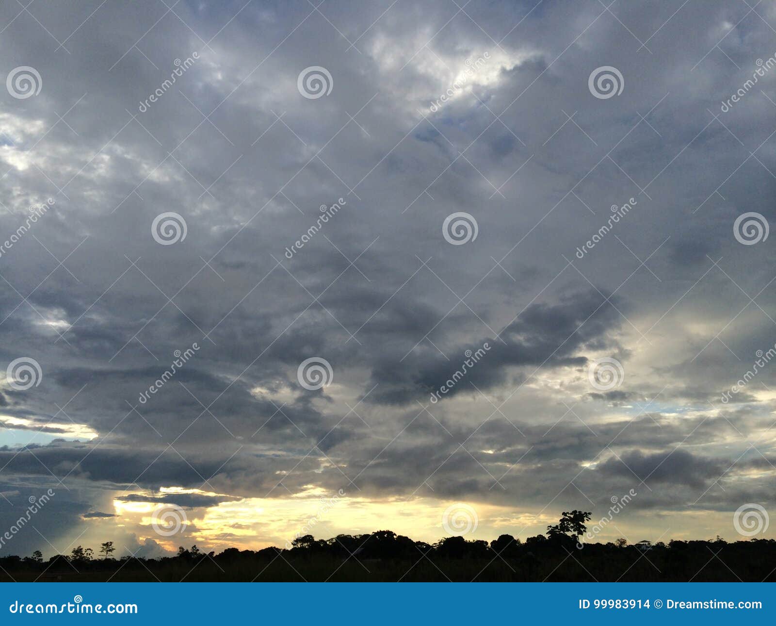 forest sky clousds and trees