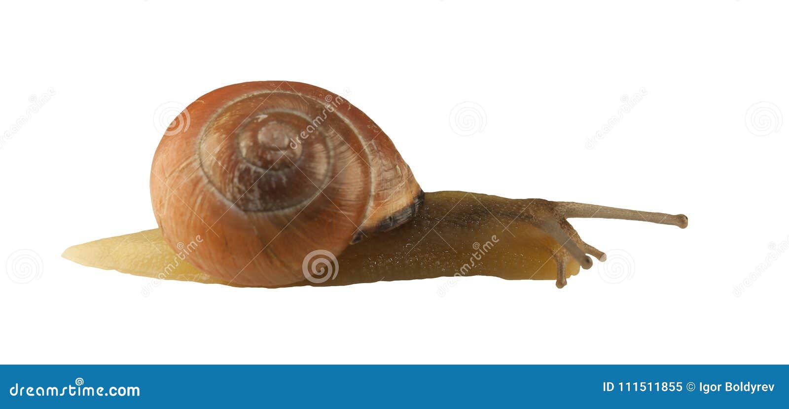 forest snail, cepaea nemoralis