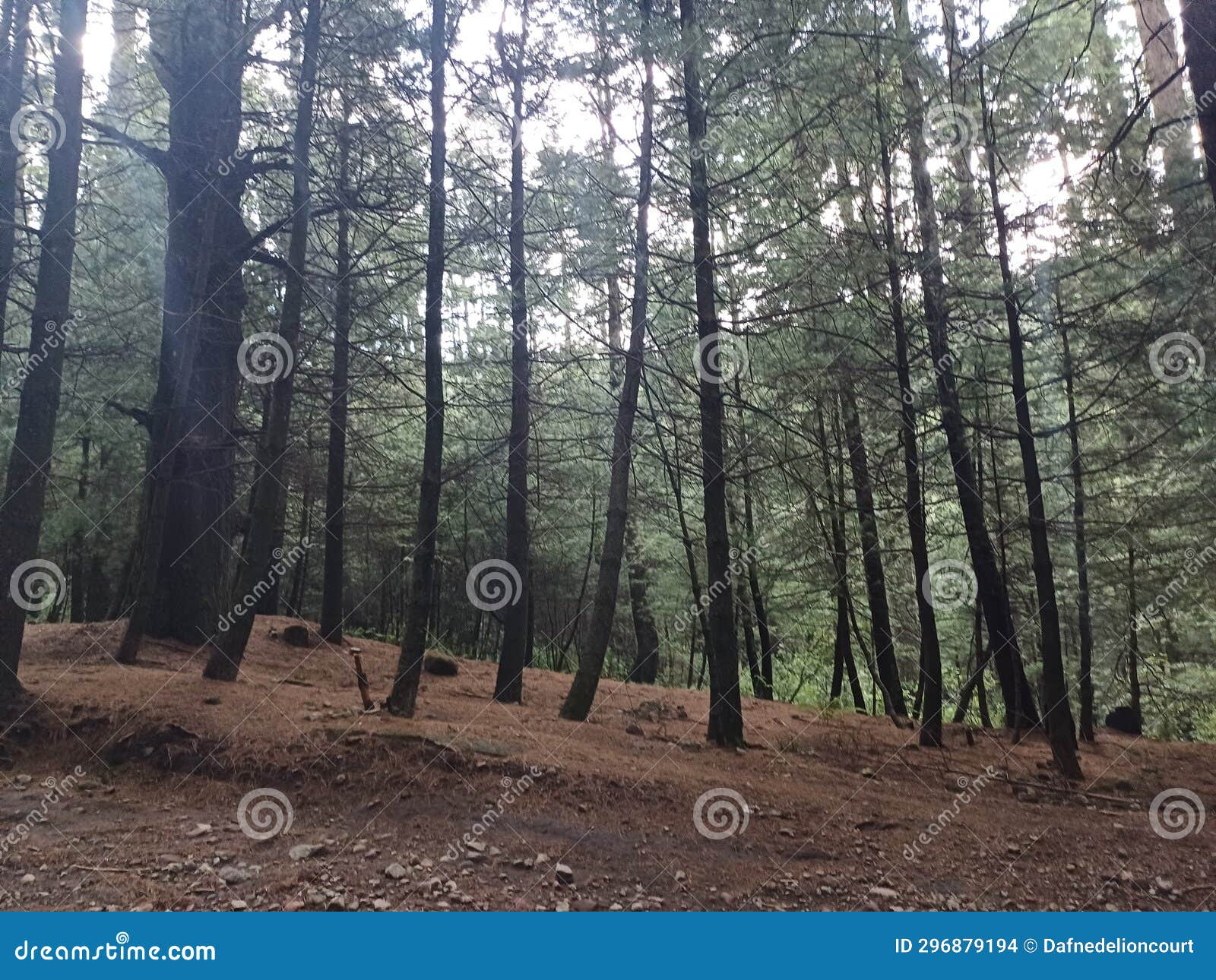 In this Forest Some Trees are Dead and Some are Alive Stock Photo