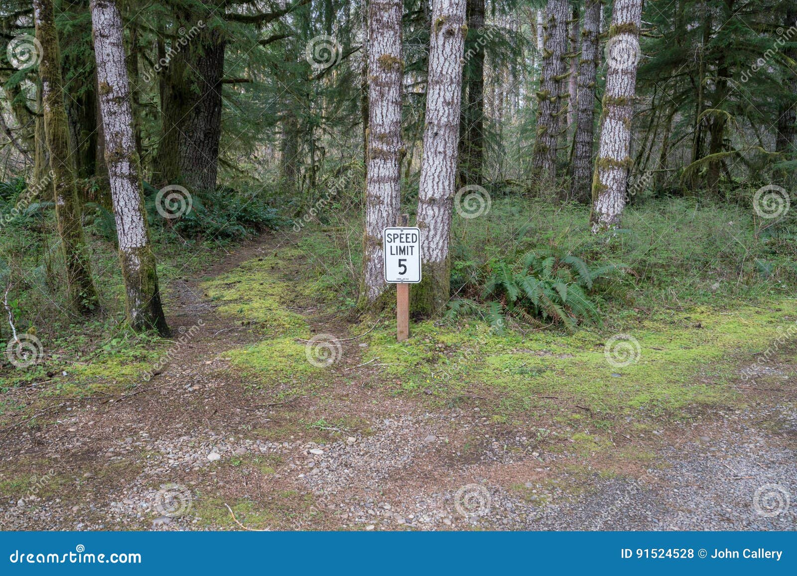 Forest Speed Limit stock photo. Image of miles, speed 91524528