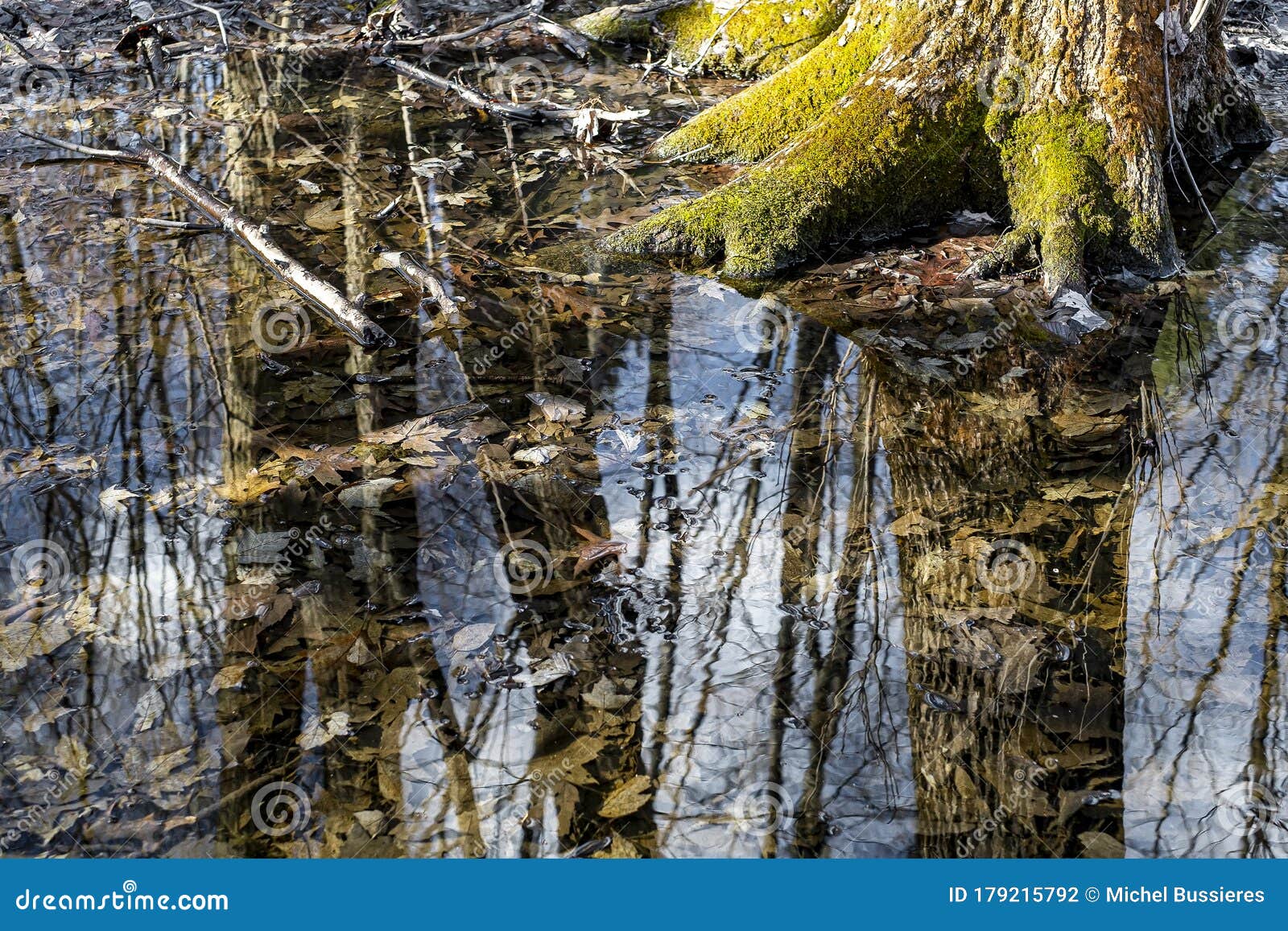 forest springtime scene with tree trunk in water