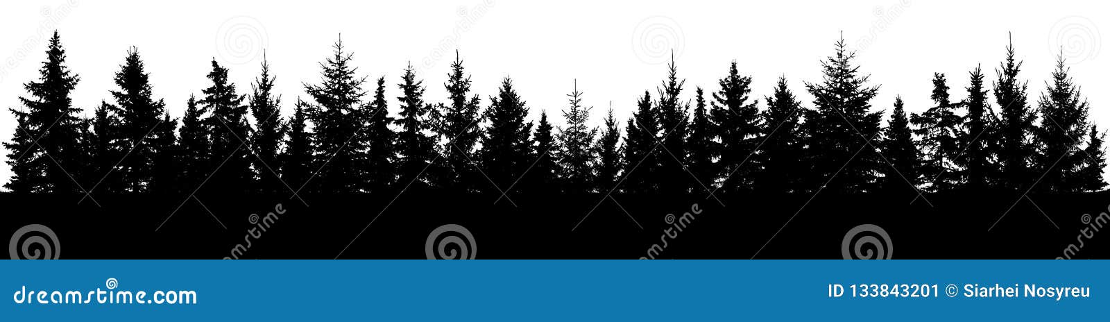 forest of spruce trees silhouette. coniferous spruce panorama.