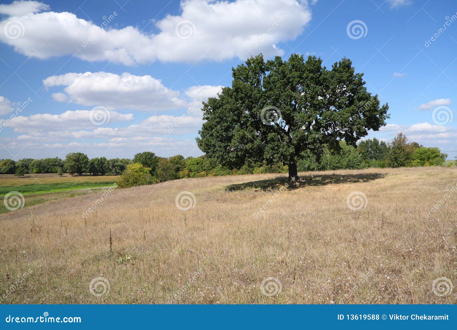 Forest-steppe landscape stock photo. Image of summer - 13619588