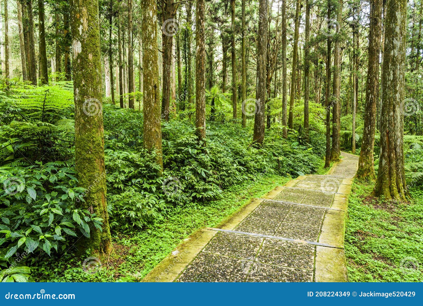 stone stairs path through in the green forest