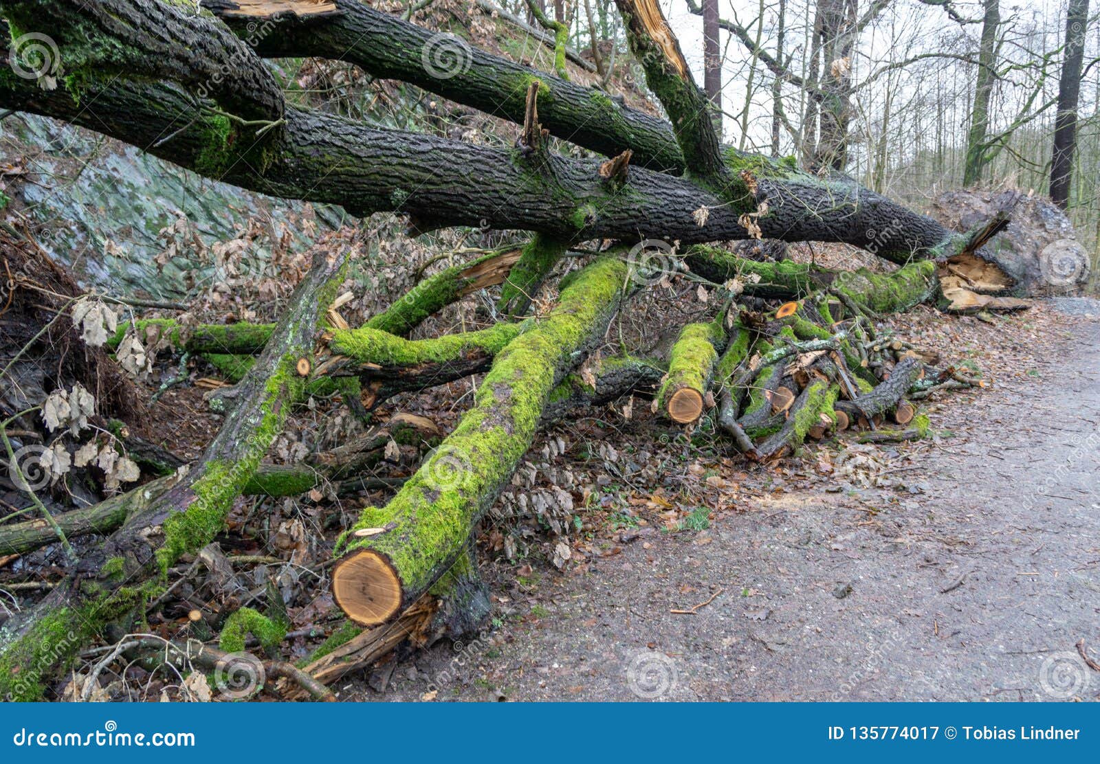 Forest after a Storm Fallen Trees Windfall Stock Image Image of