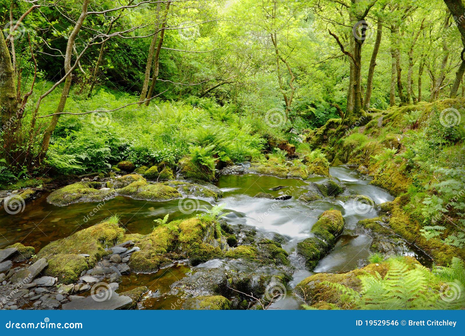 forest stream