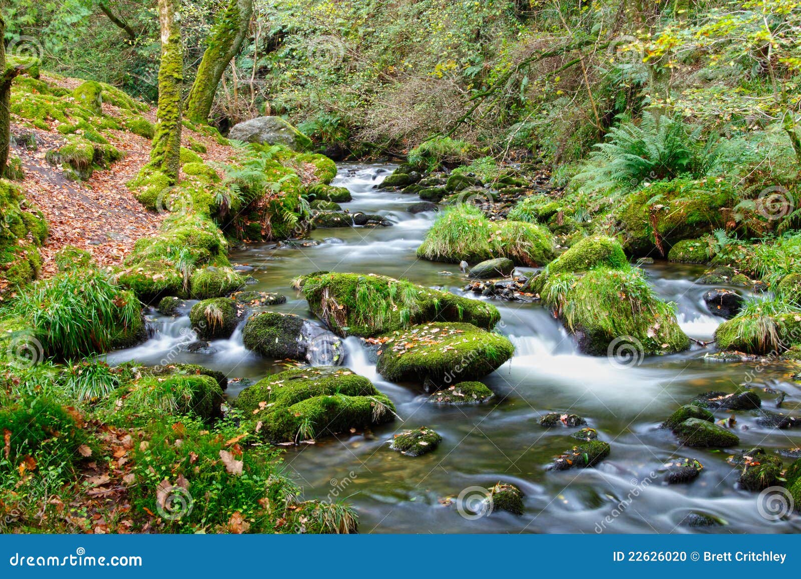 forest stream