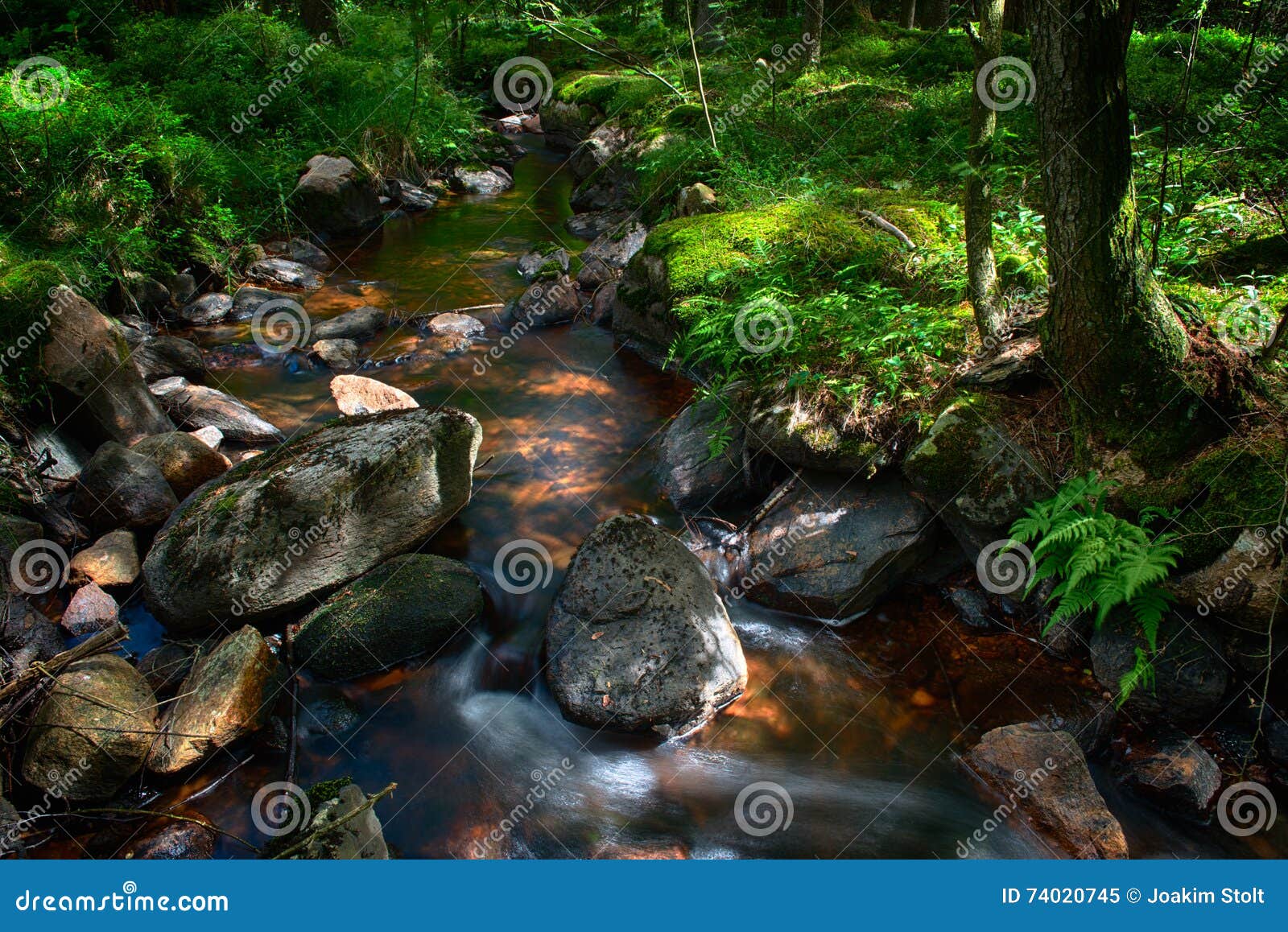 forest stream