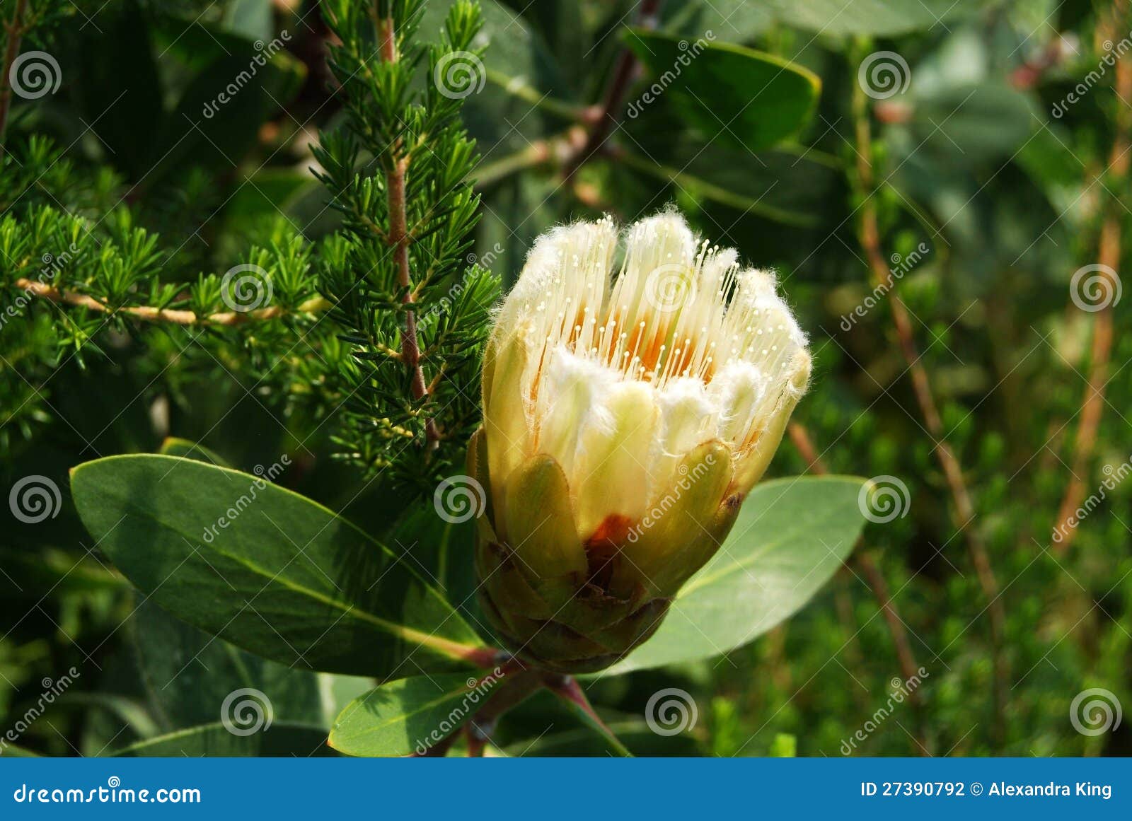 Forest sugarbush flower stock photo. Image of botanics 27390792