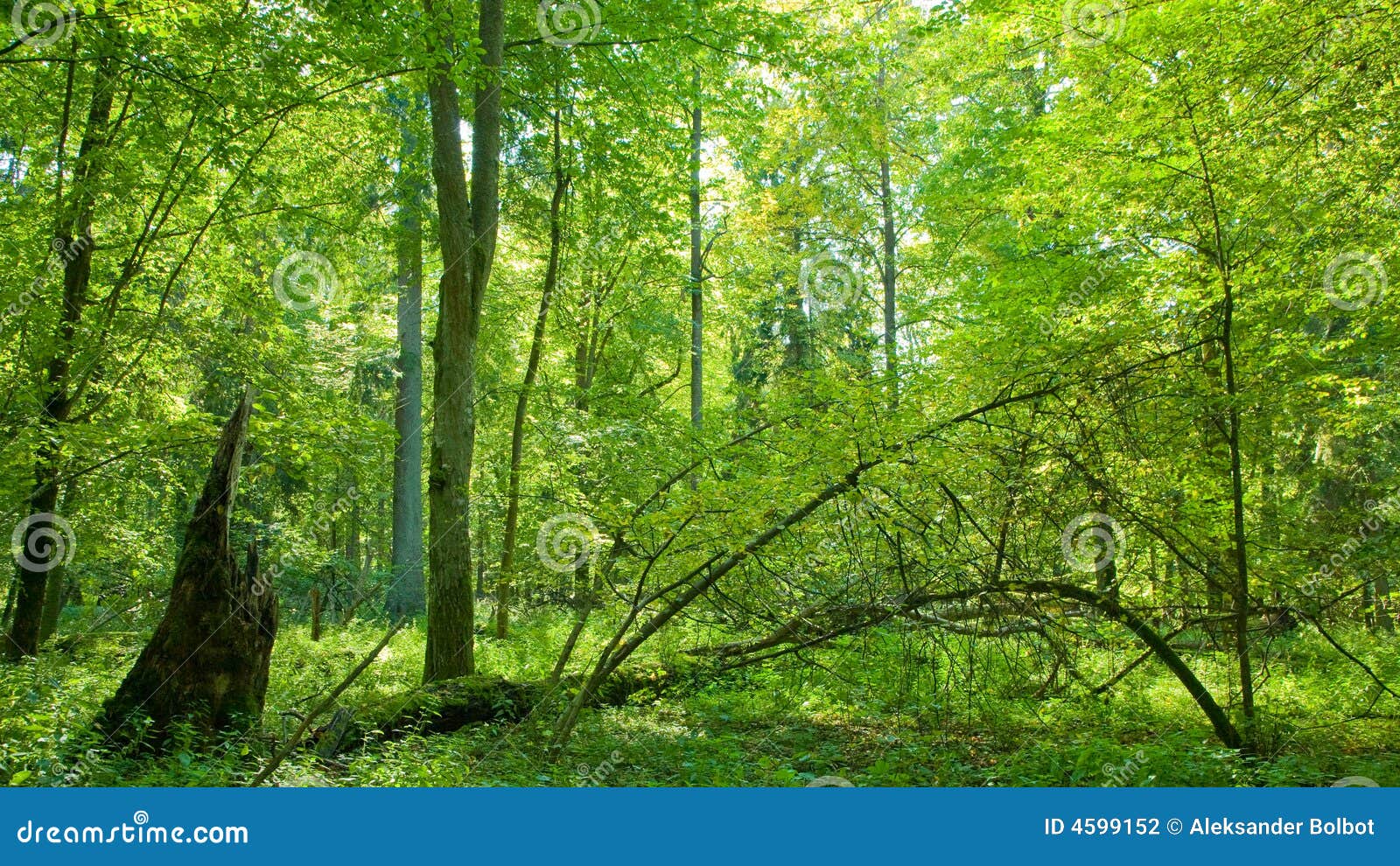 forest at summer midday