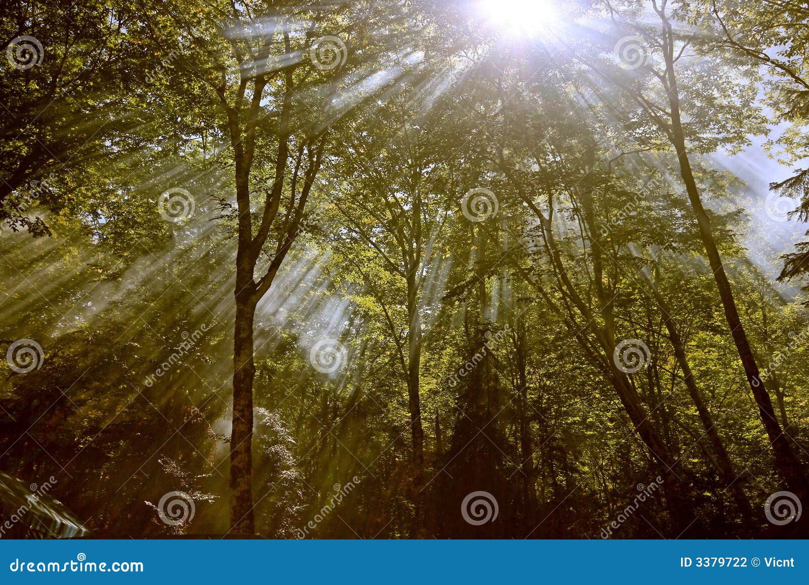 the forest sunbeam