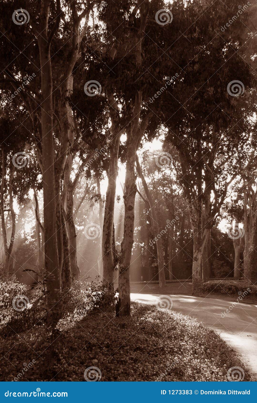 Forest sunlight stock image. Image of park, heaven, beauty - 1273383, image size:1078x1690