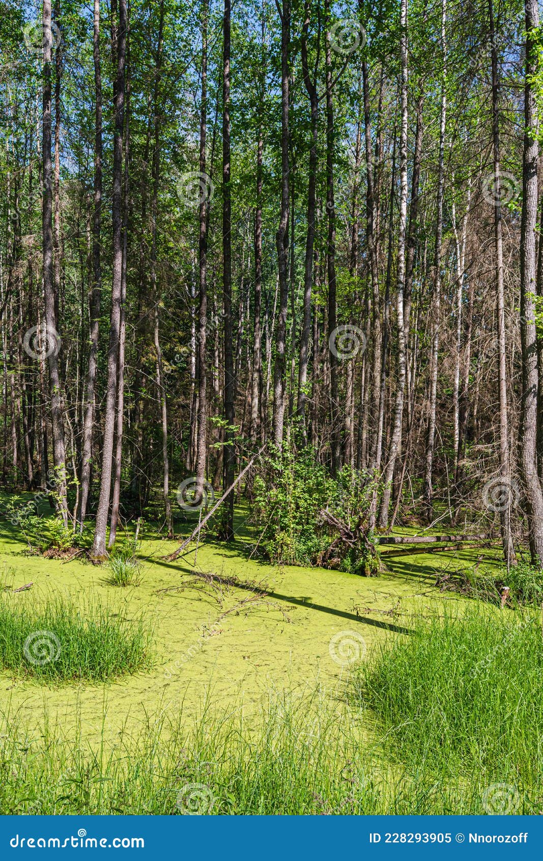 the forest swamp is covered with green tina. wild forest with many trees in a marshy area. summer sunny day in the forest. nature