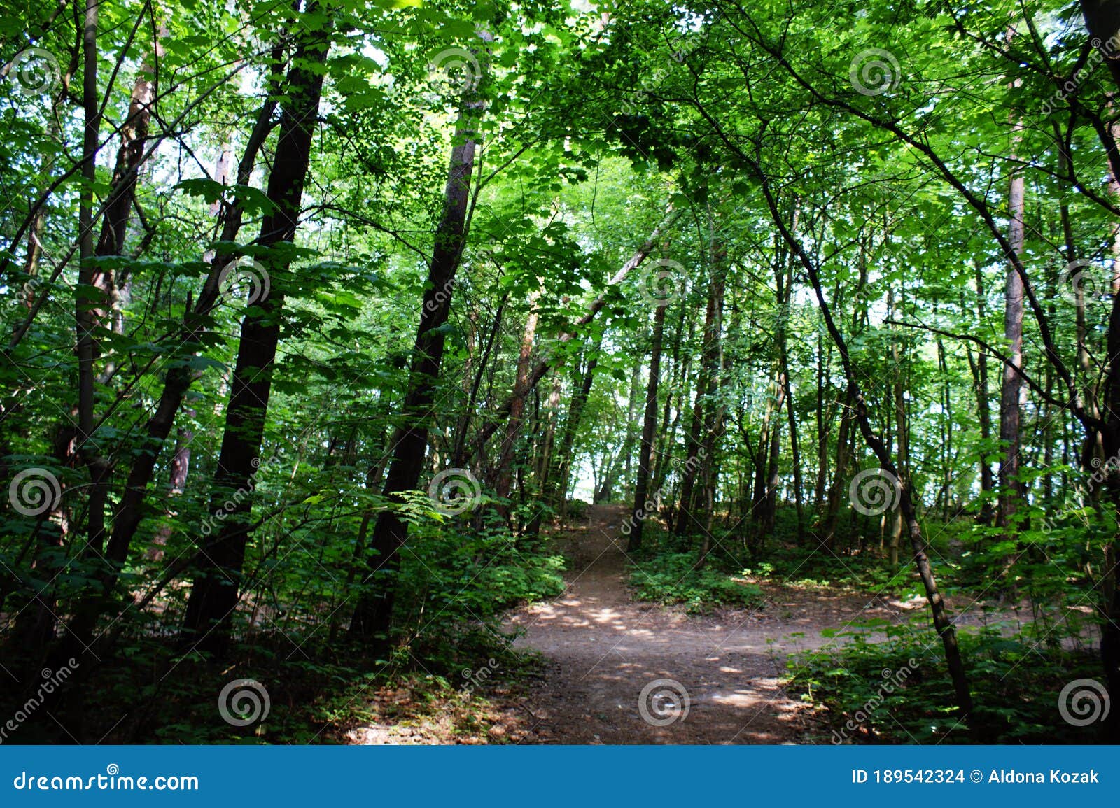 Forest Of Tall Trees In The Summer Mysterious Beautiful Stock Photo