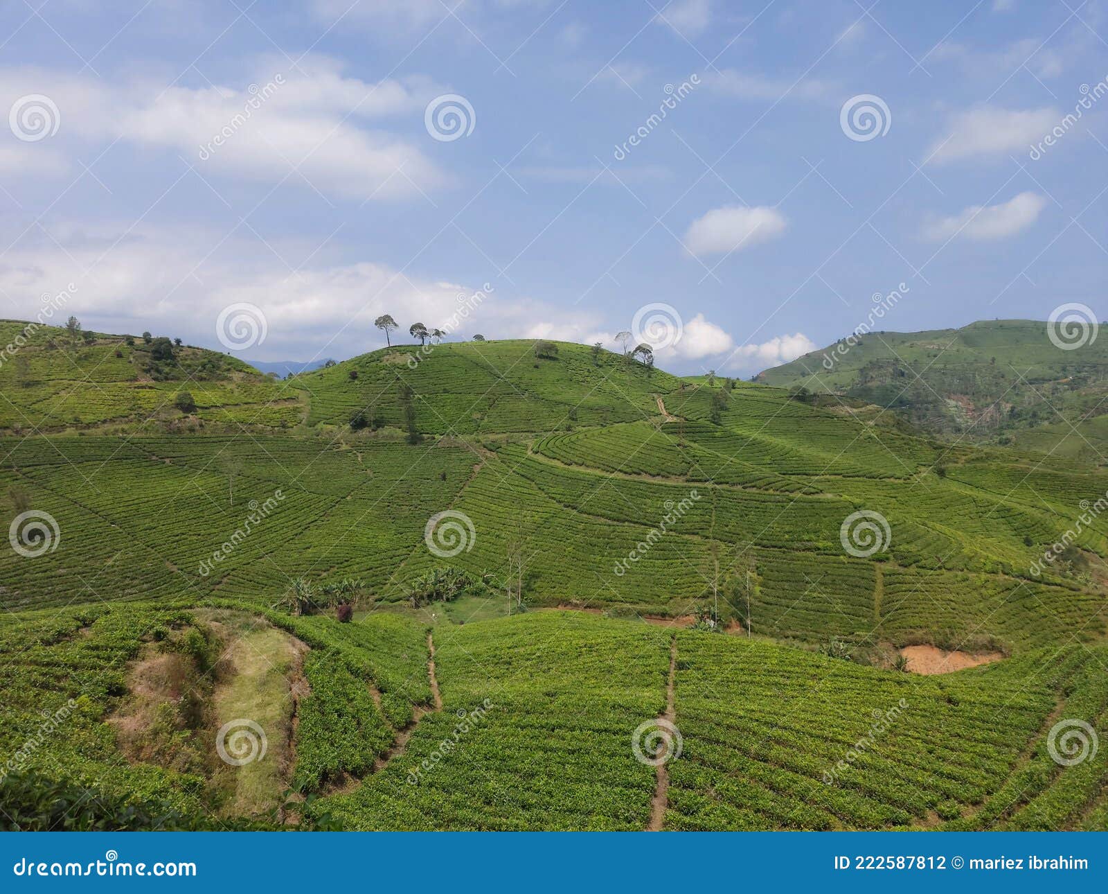 Forest tea yard stock photo. Image of vegetation, valley 222587812