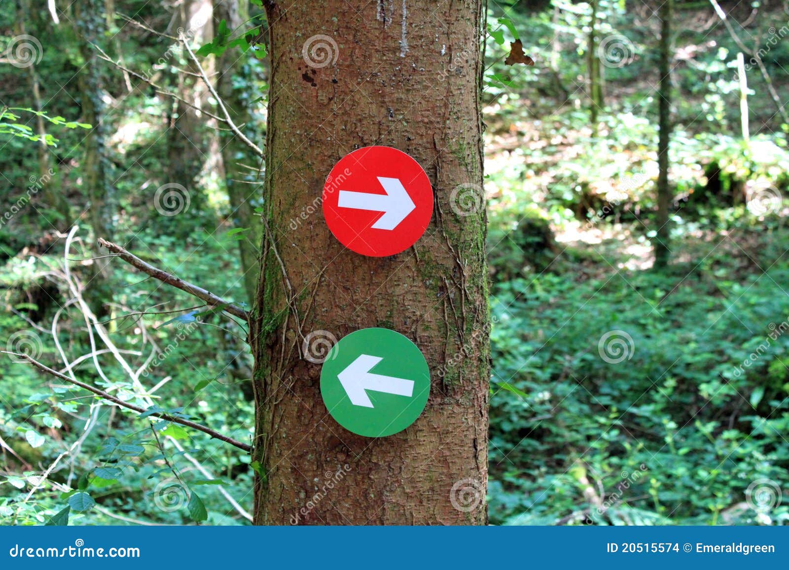 Forest trail Directions stock photo. Image of tree, forest 20515574