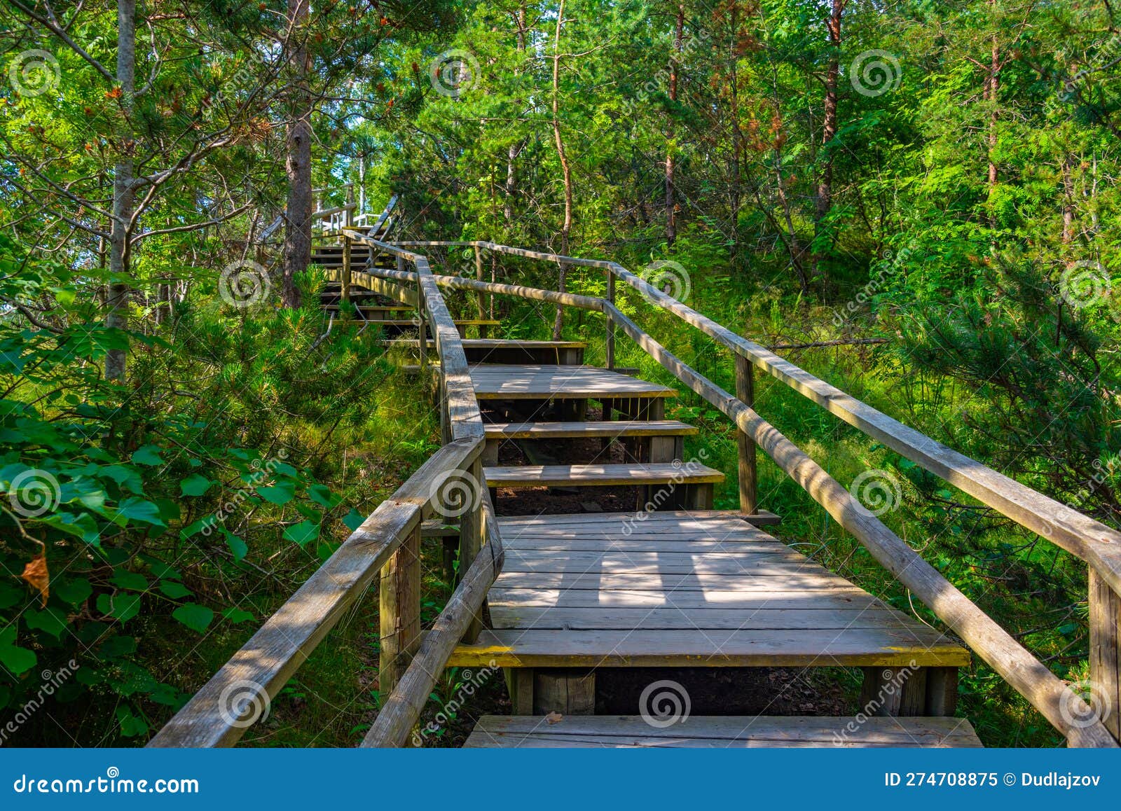 Forest Trail at Saulkrasti Sand Dunes in Latvia Stock Image - Image of ...