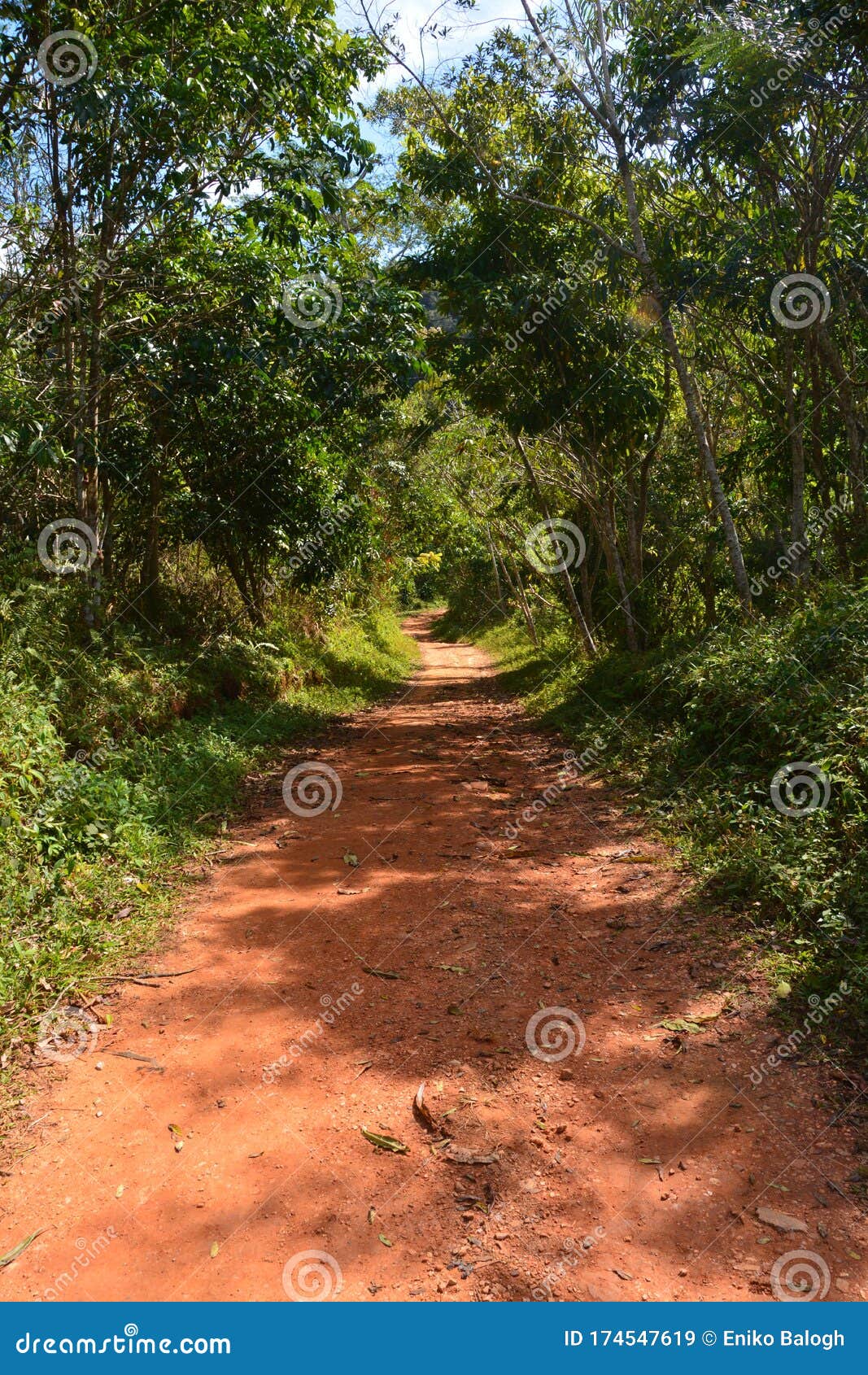 forest trail in topes de collantes national park