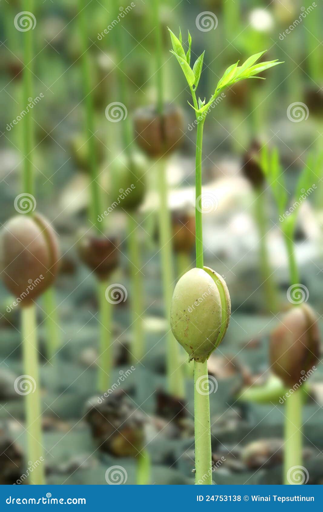 forest tree germinate seed