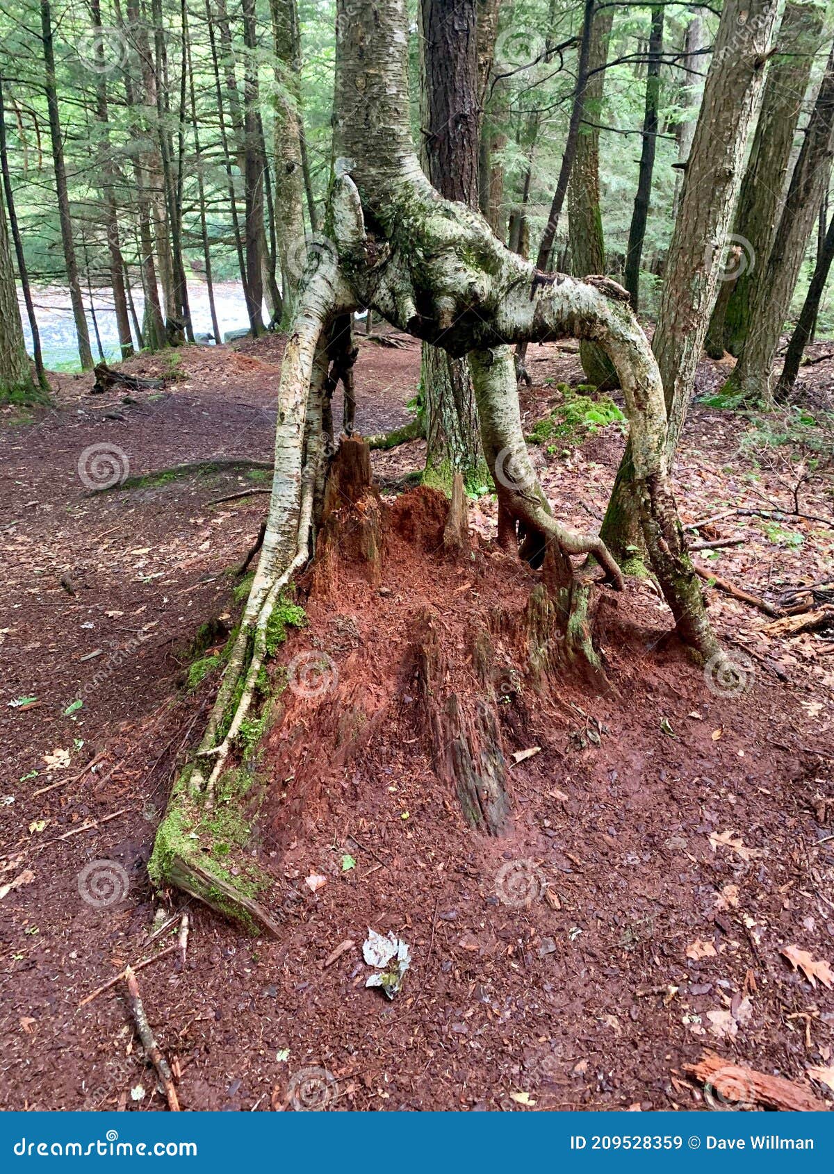 Forest tree oddity stock image. Image of strange, woods - 209528359