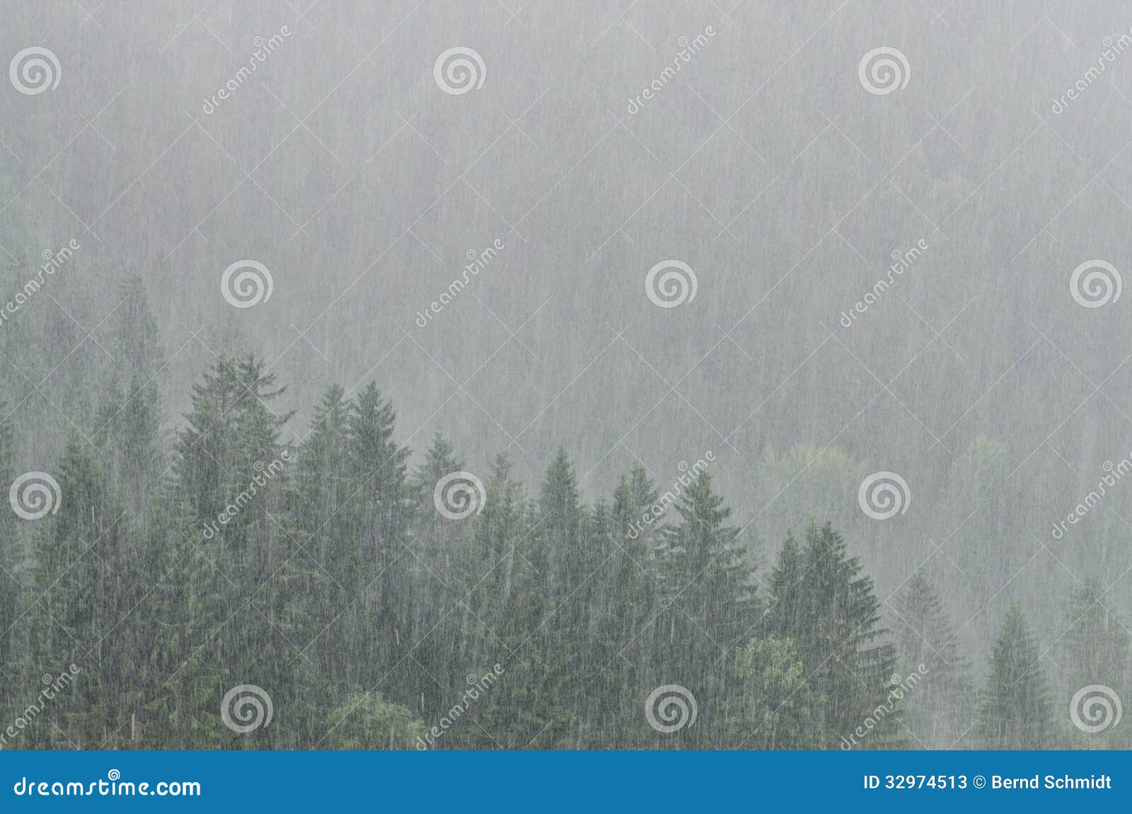 Forest with Trees in Fierce Rain Shower Stock Image Image of shower