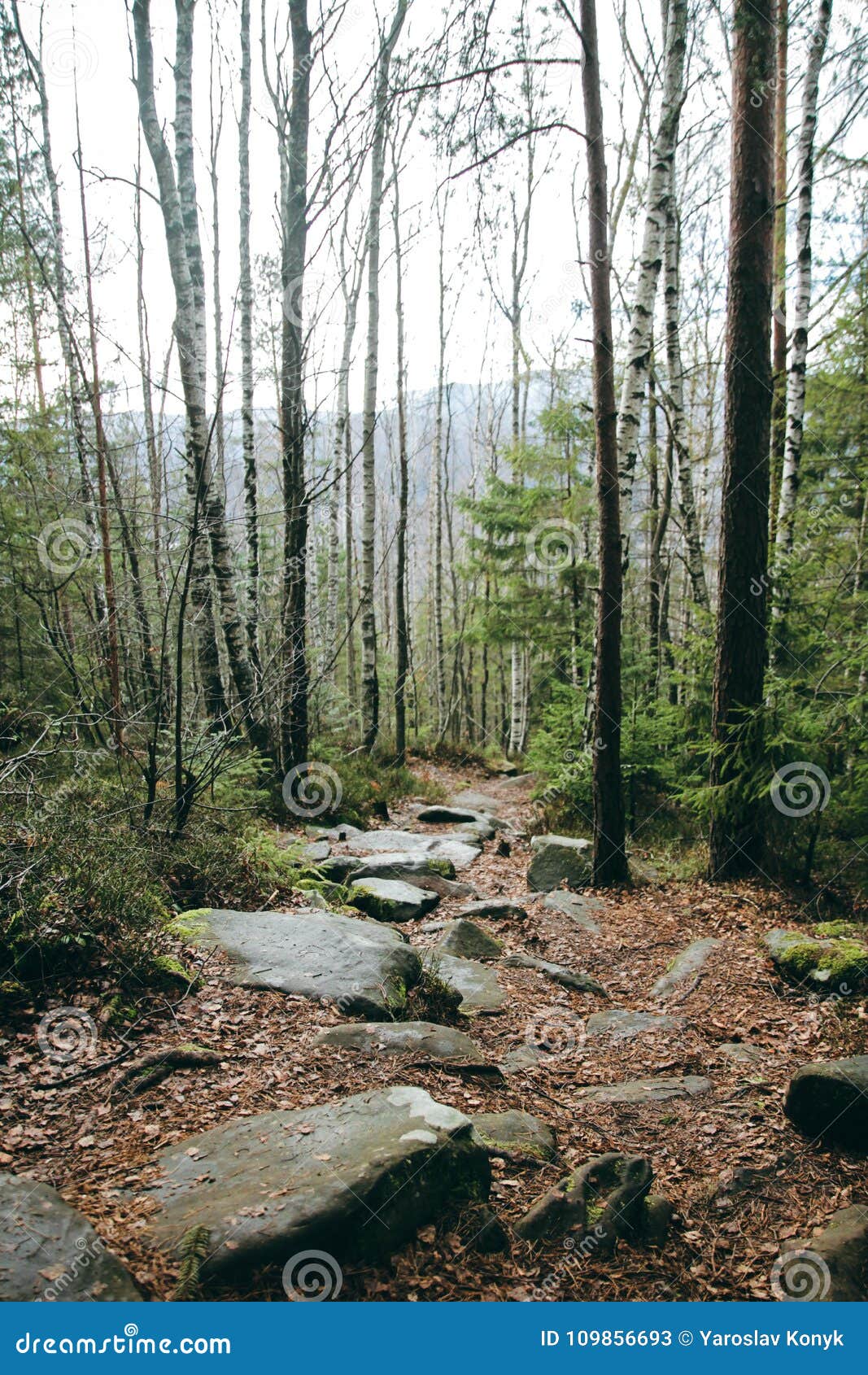 forest trees mountain fir tree spruce stones path trod