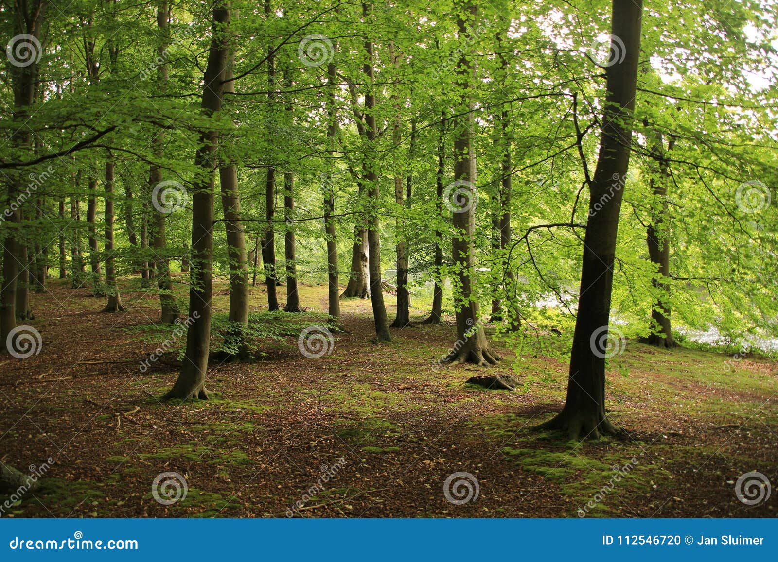 forest with trunks of beeches in the park.