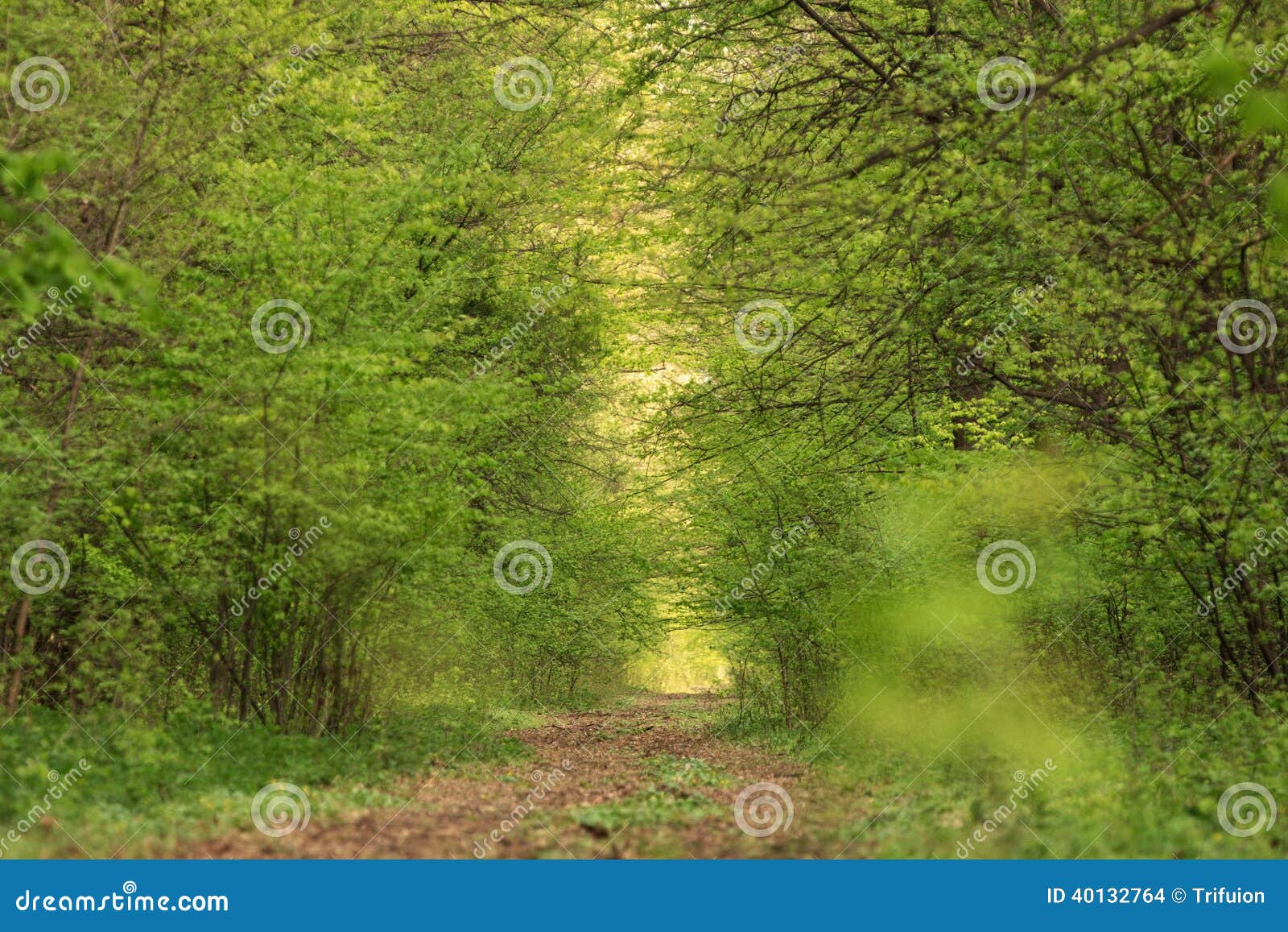 forest tunel
