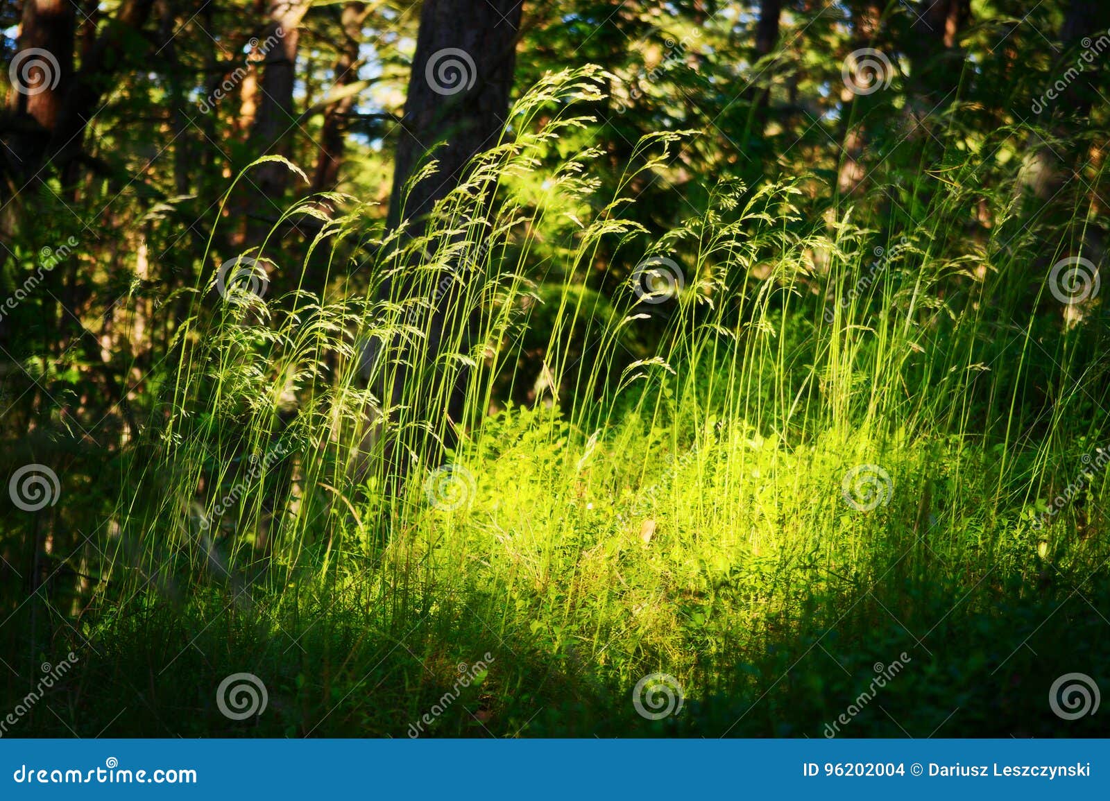 Forest Undergrowth Vegetation. Grass Growing on Herbaceous Layer of