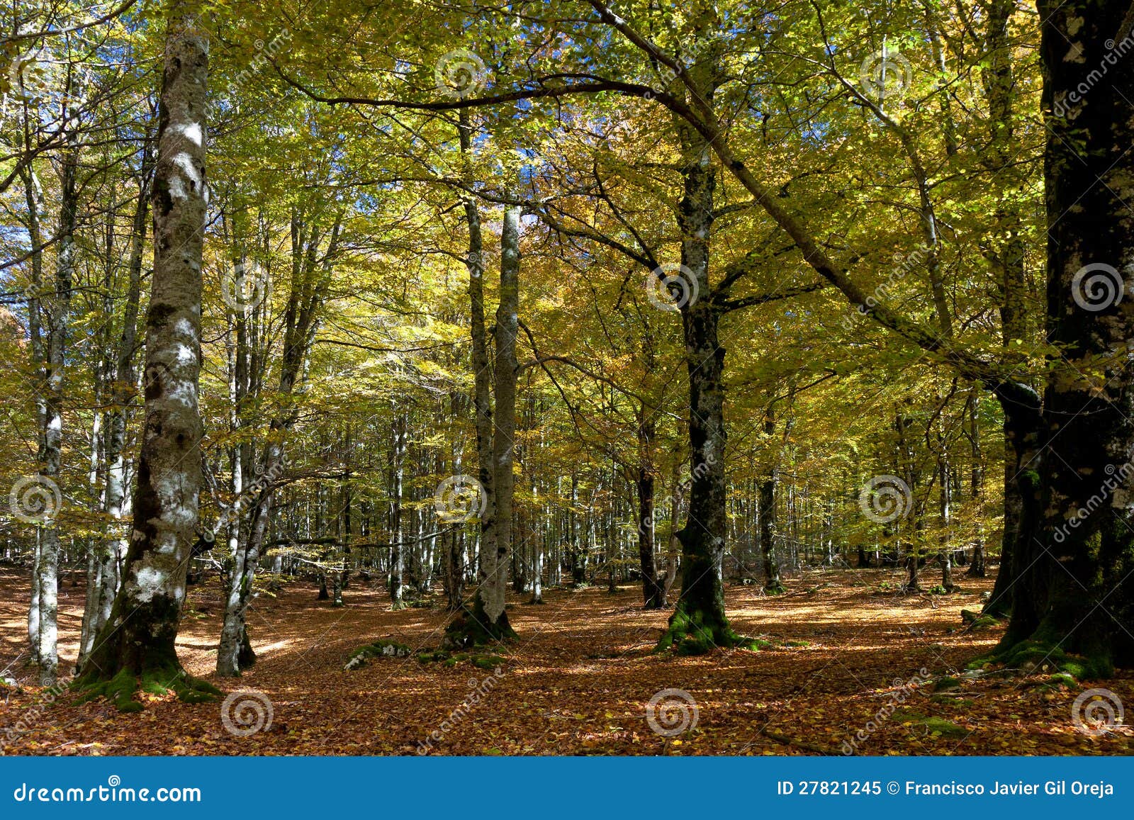 forest in urbasa, navarra