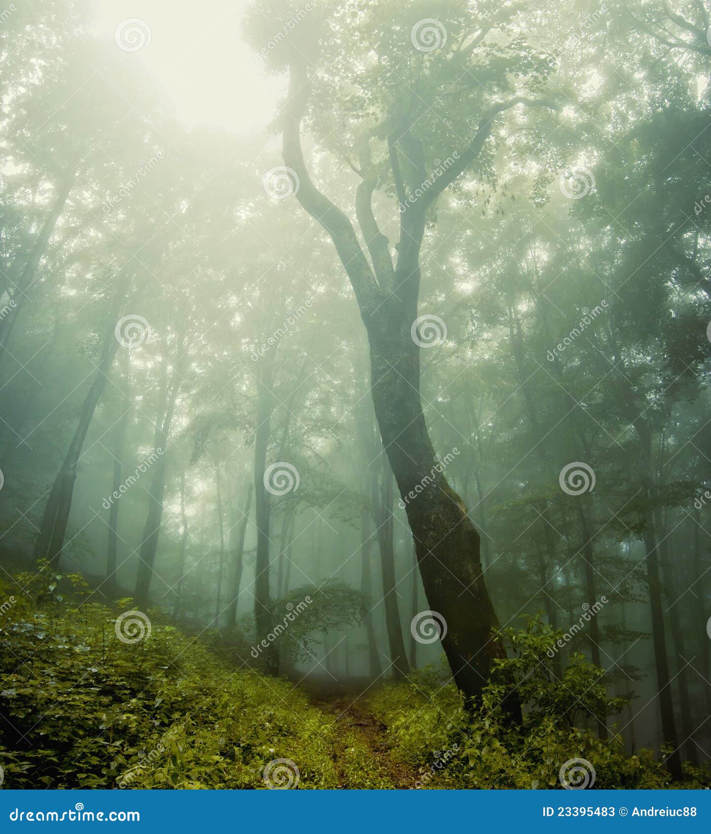 forest vegetation around a huge old tree