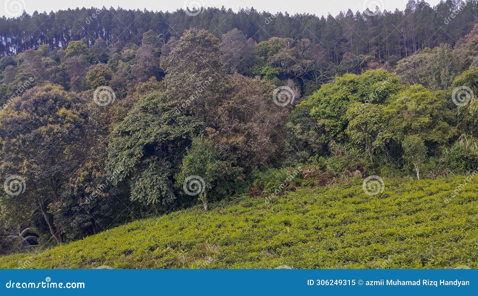 forest view taken from a tea plantation in lembang