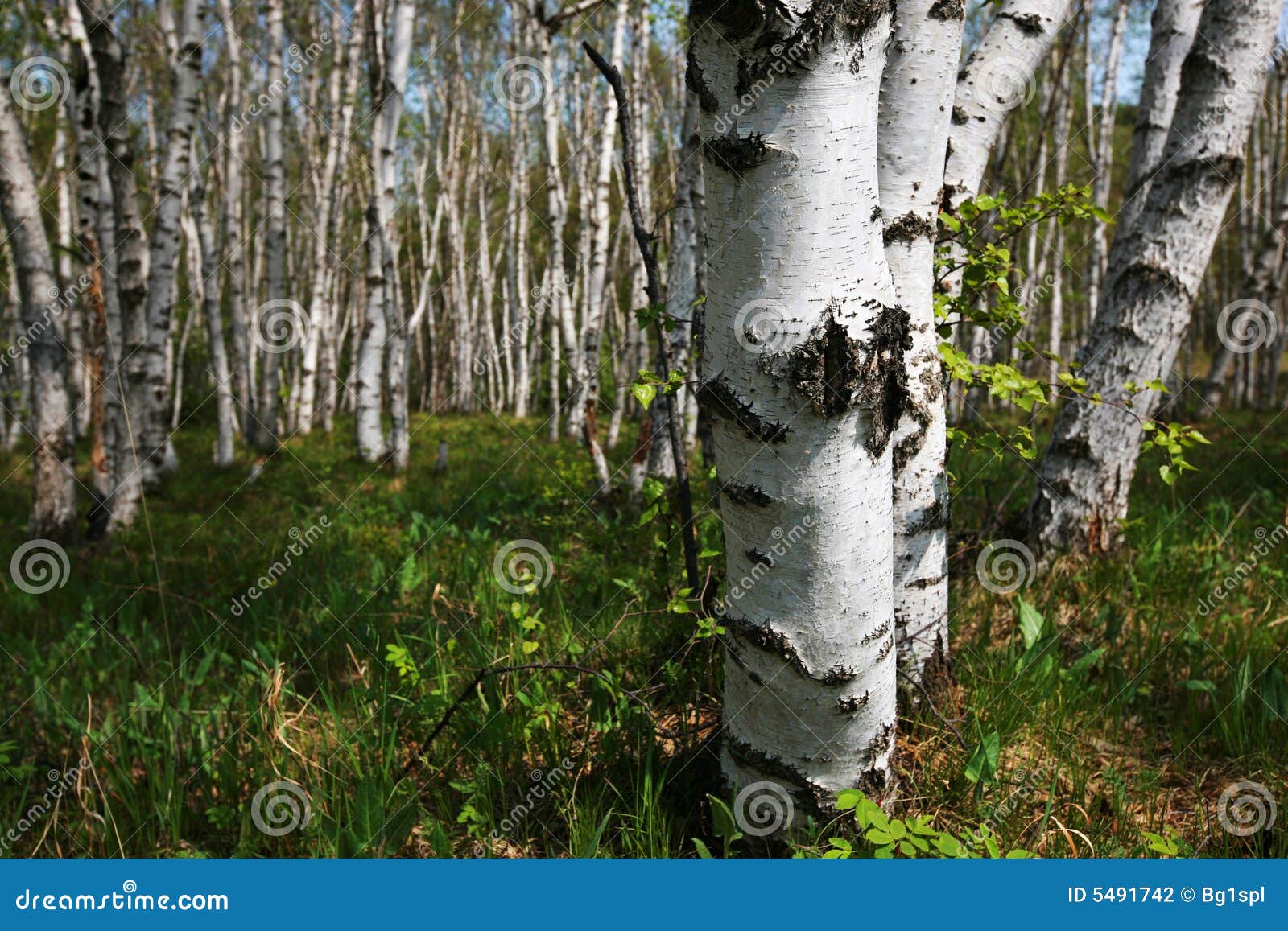 The Forest Of White Birches Stock Photo Image Of Appreance White