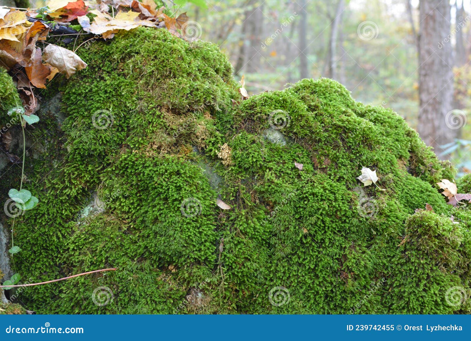 anomodon moss grows on the stone in the forest