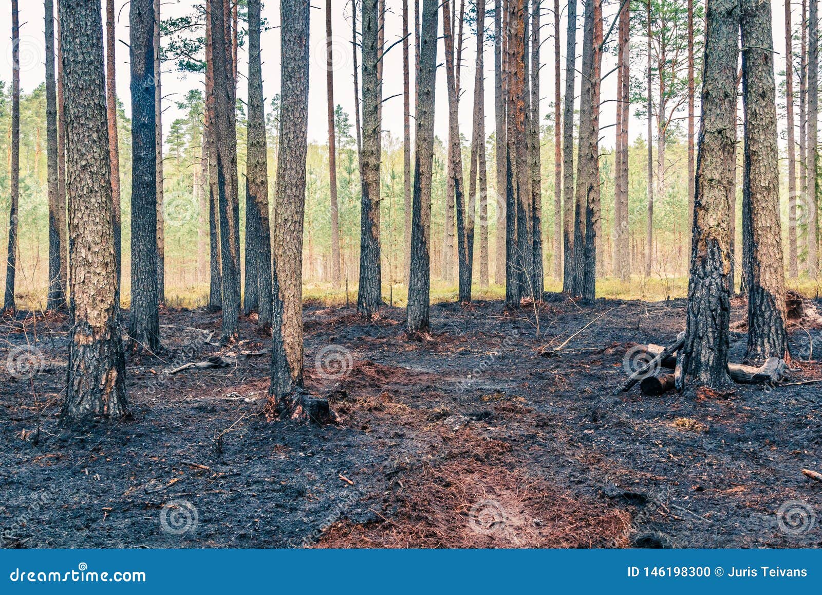 Сосны гибнут. Сосновый лес после пожара. Сосны после пожара. Лес после пожара сосны. Сгоревший Сосновый лес.
