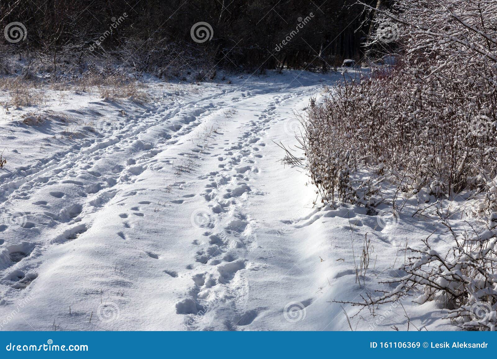 forest in the winter. beautiful winter forest landscape with snow and icing. snow in a snowy forest