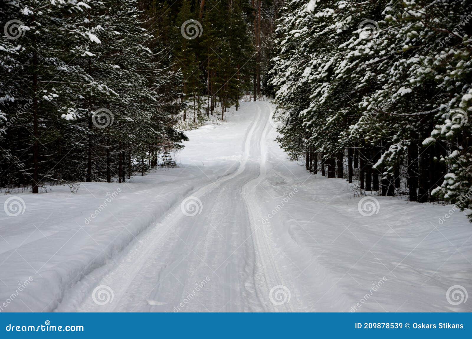 Forest in Winter with Snow and Car Tracks Stock Image Image of dawn, outdoors 209878539