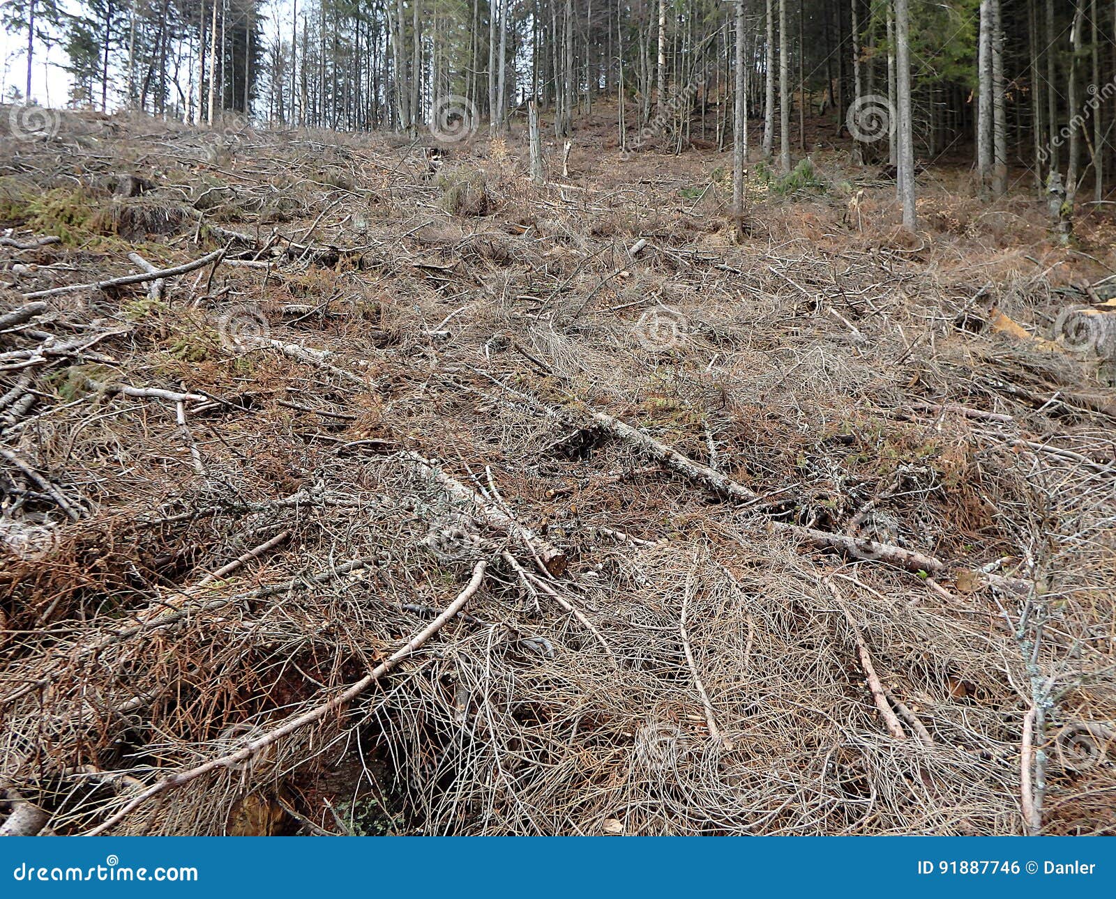 Forest after Wood Extraction Stock Photo Image of forest, timber