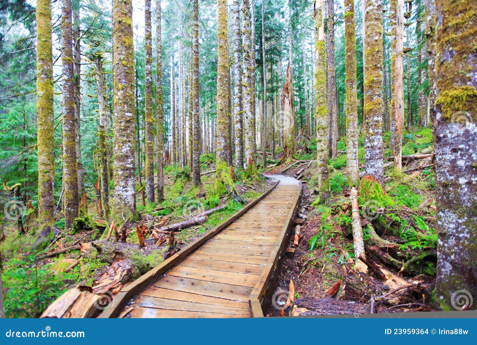Forest and Wood Trail in Rainy Spring Day. Stock Photo Image of