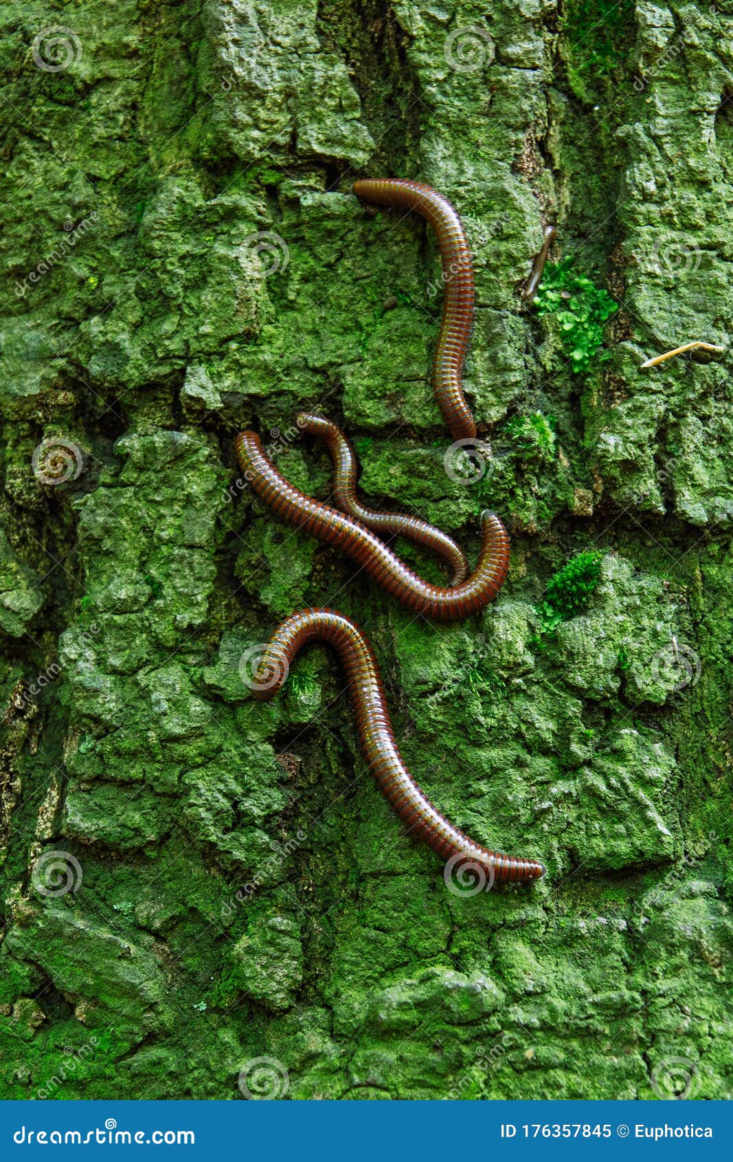 Forest Worms on Green Tree Bark, Fascinating Detail / Earthworm Stock Image  - Image of gastropod, crawling: 176357845