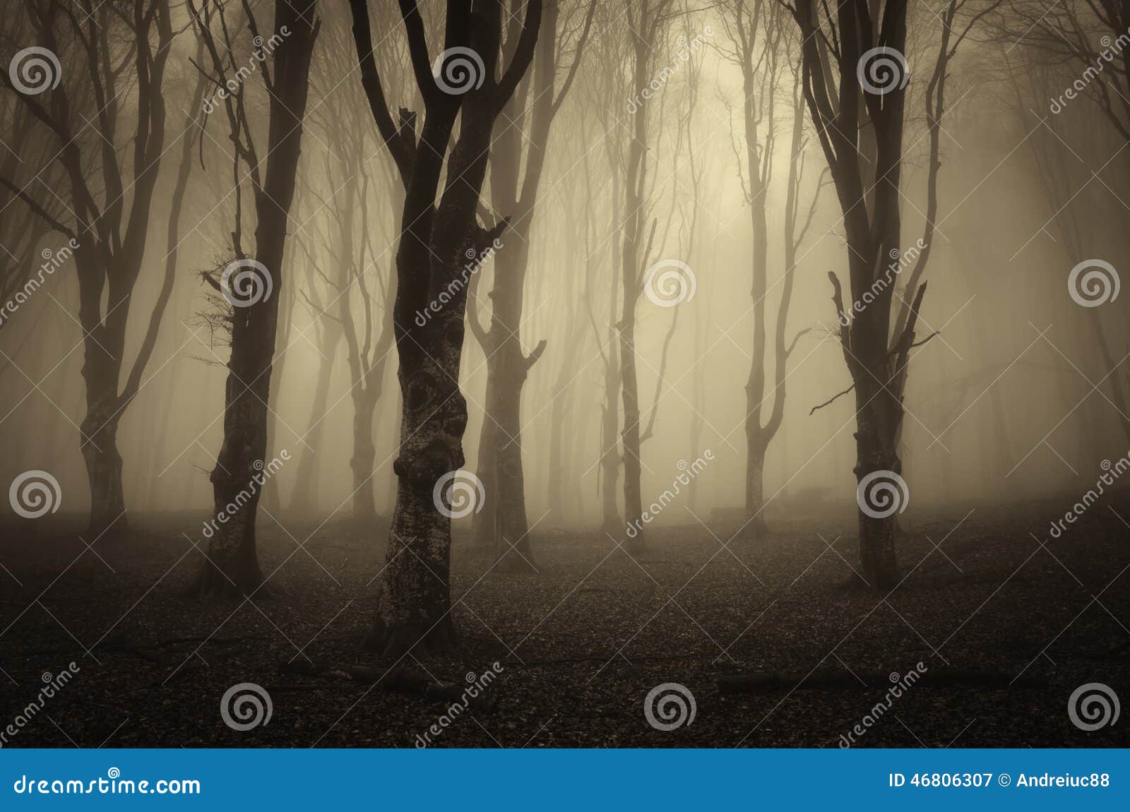 Foresta con nebbia scura immagine stock. Immagine di paesaggio - 46806307