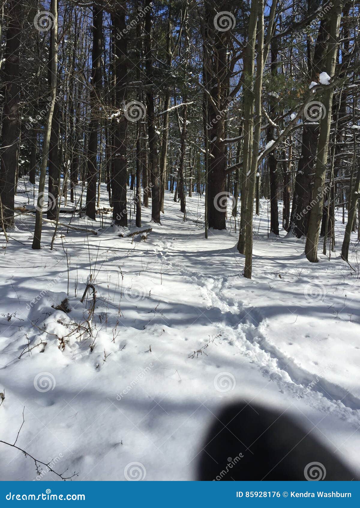 Foresta congelata. Giorno di febbraio in cittadina Pensilvania