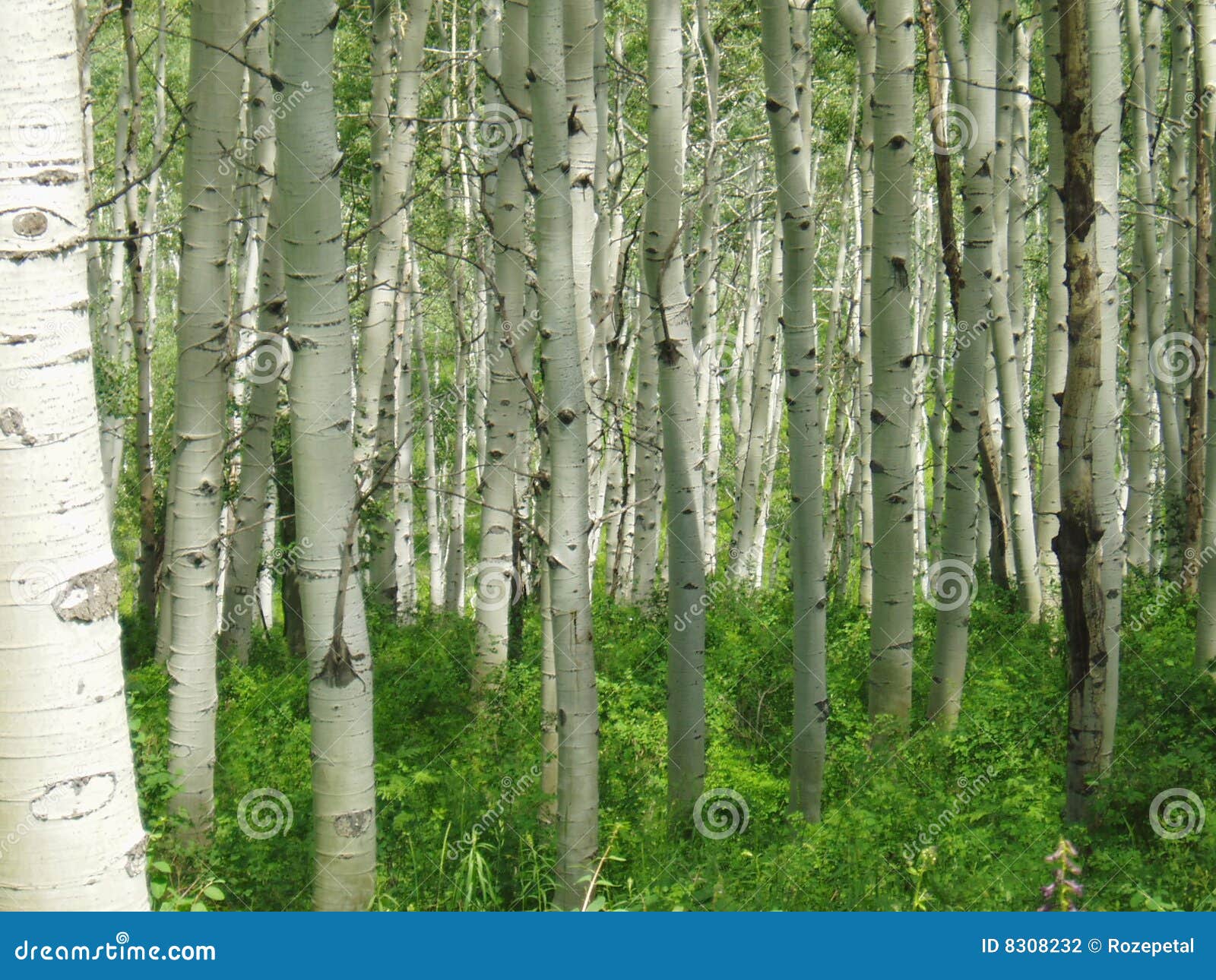 Foresta dell'Aspen in Colorado. Un boschetto degli alberi dell'Aspen con fogliame verde alla parte inferiore dei loro circuiti di collegamento