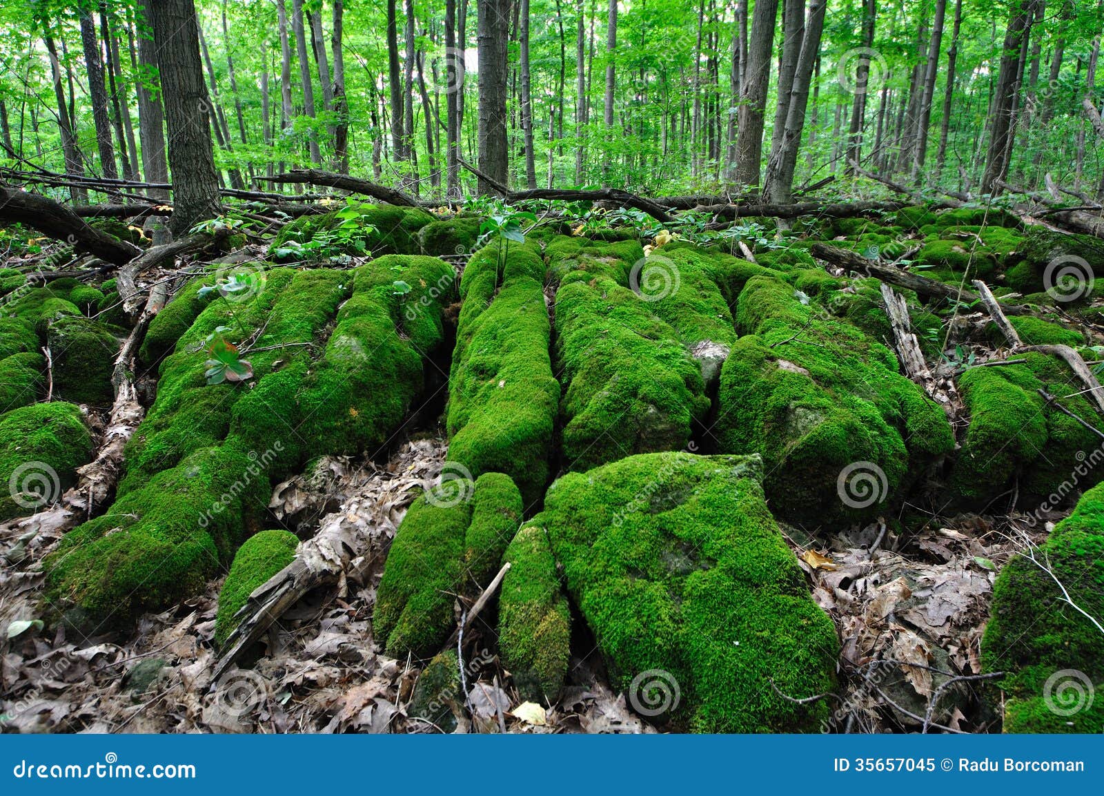 Muschio Di Sfagno Cileno 500g - Per Terrari E Orchidee, Substrato Naturale - Foto 6