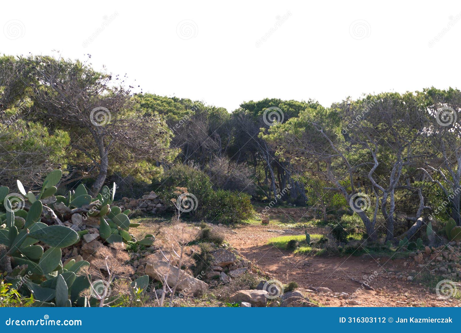 foresta 2000 nature reserve on marfa peninsula malta